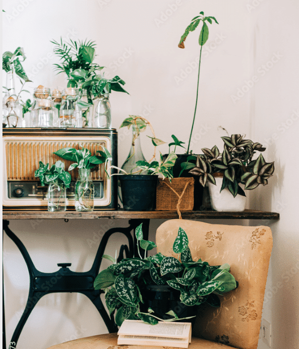 purple houseplants by a couch